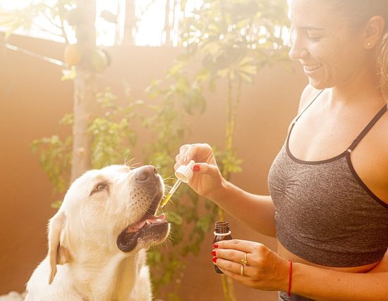 CBD pour chiens est-ce une bonne idée